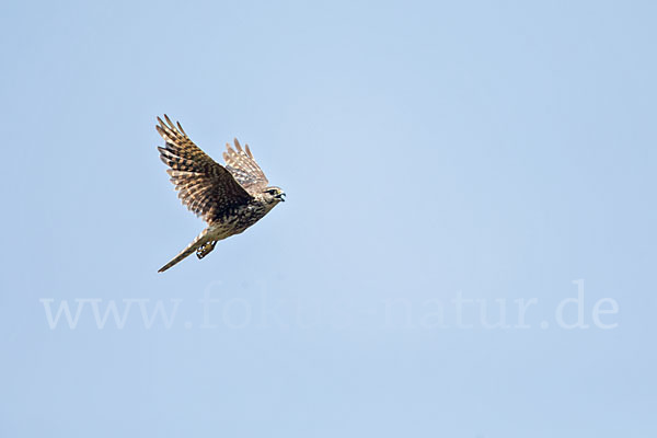 Merlin (Falco columbarius)