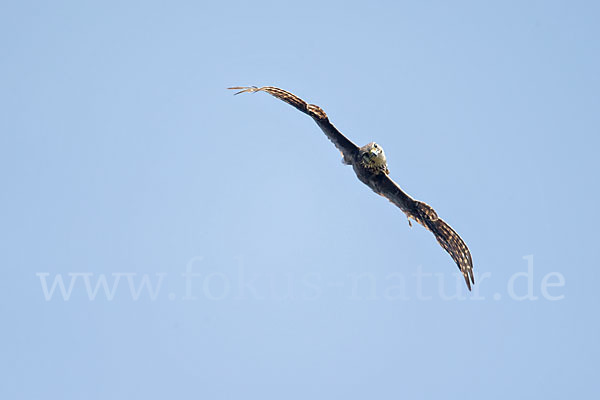 Merlin (Falco columbarius)