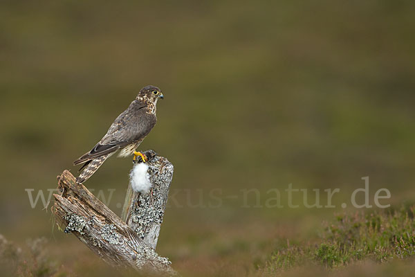 Merlin (Falco columbarius)