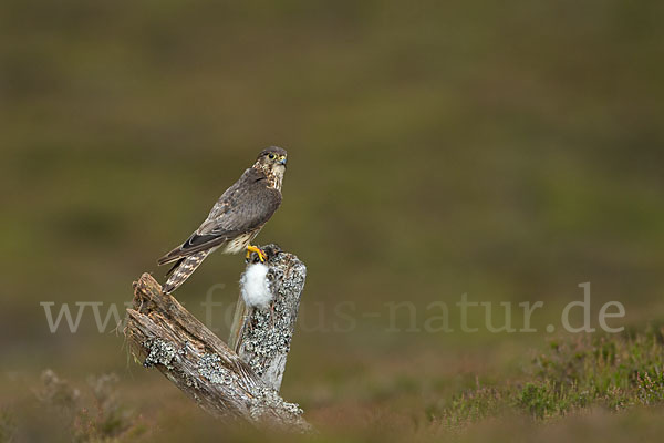 Merlin (Falco columbarius)