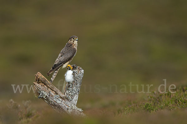 Merlin (Falco columbarius)