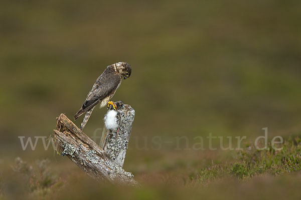 Merlin (Falco columbarius)