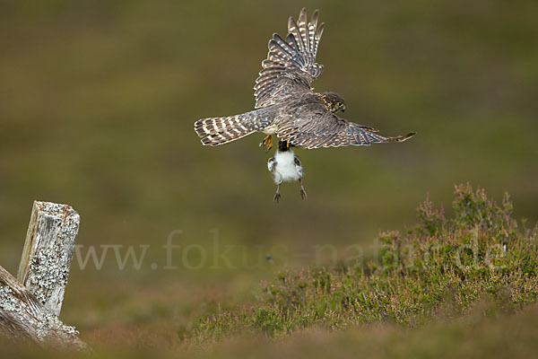 Merlin (Falco columbarius)