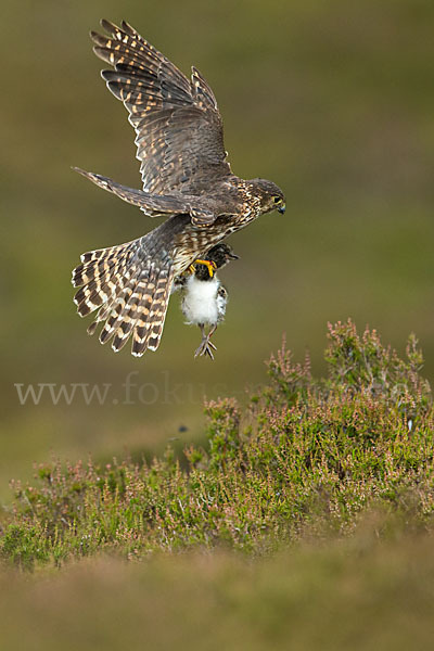 Merlin (Falco columbarius)