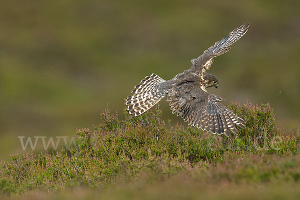 Merlin (Falco columbarius)