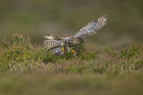 Merlin (Falco columbarius)