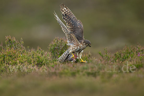 Merlin (Falco columbarius)