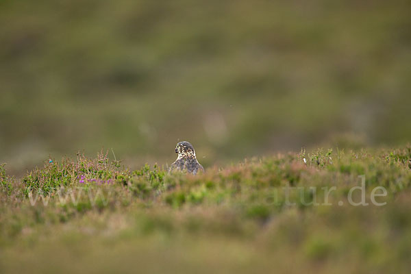 Merlin (Falco columbarius)