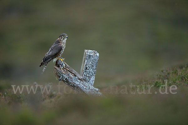 Merlin (Falco columbarius)