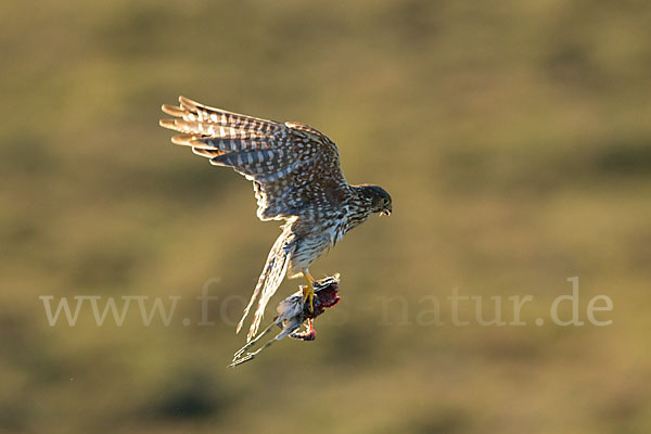 Merlin (Falco columbarius)