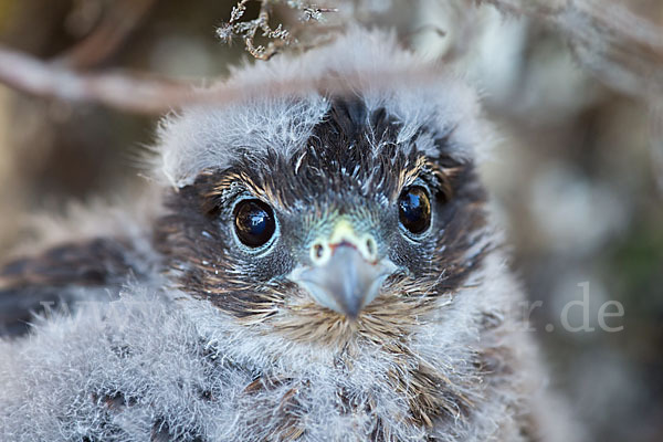 Merlin (Falco columbarius)