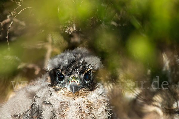 Merlin (Falco columbarius)