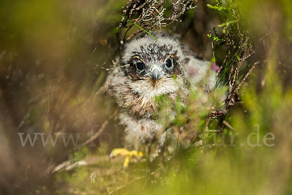 Merlin (Falco columbarius)