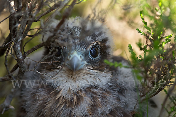 Merlin (Falco columbarius)