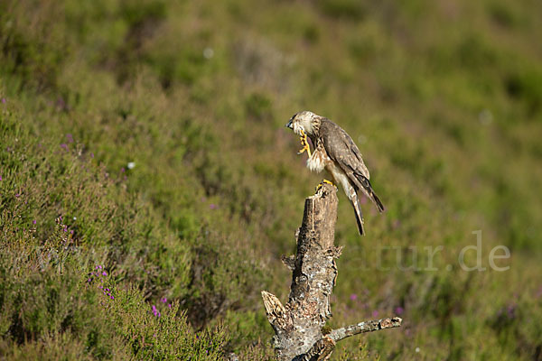 Merlin (Falco columbarius)