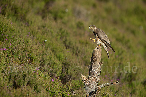 Merlin (Falco columbarius)