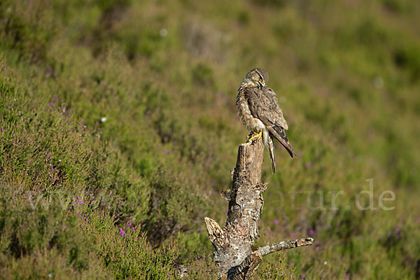 Merlin (Falco columbarius)