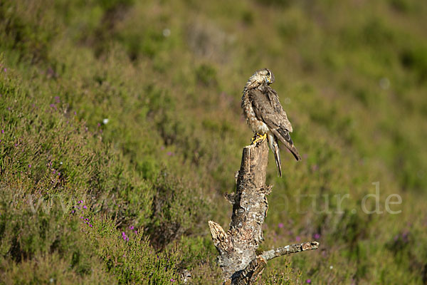 Merlin (Falco columbarius)