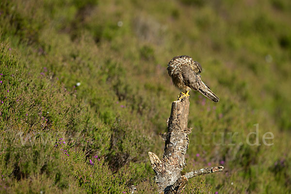 Merlin (Falco columbarius)