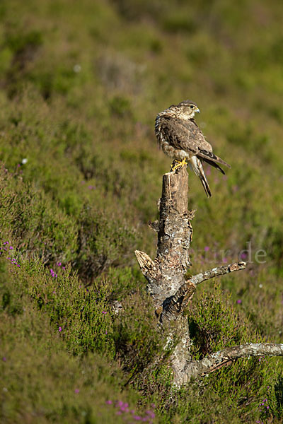 Merlin (Falco columbarius)