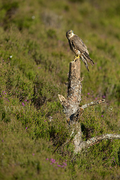 Merlin (Falco columbarius)