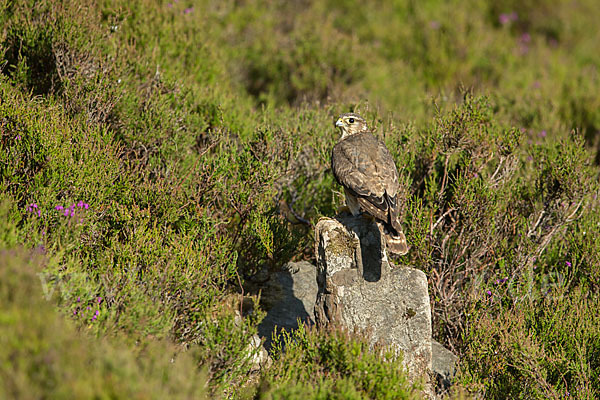 Merlin (Falco columbarius)