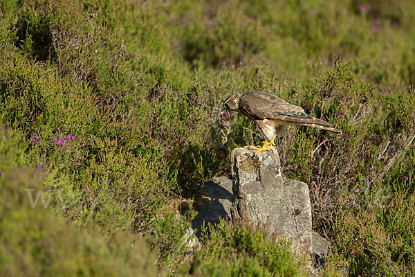 Merlin (Falco columbarius)