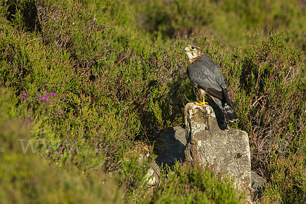 Merlin (Falco columbarius)