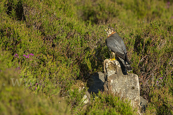 Merlin (Falco columbarius)