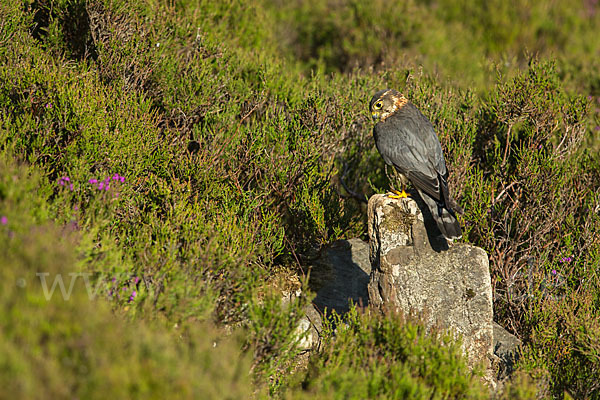 Merlin (Falco columbarius)