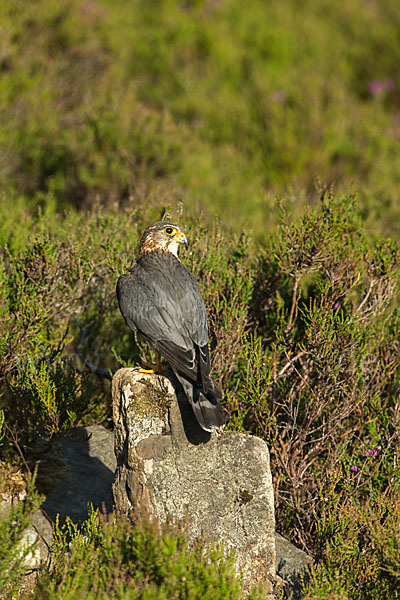 Merlin (Falco columbarius)