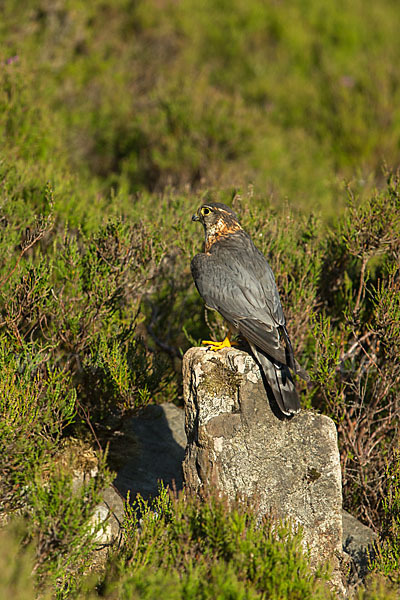 Merlin (Falco columbarius)