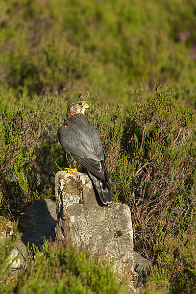 Merlin (Falco columbarius)