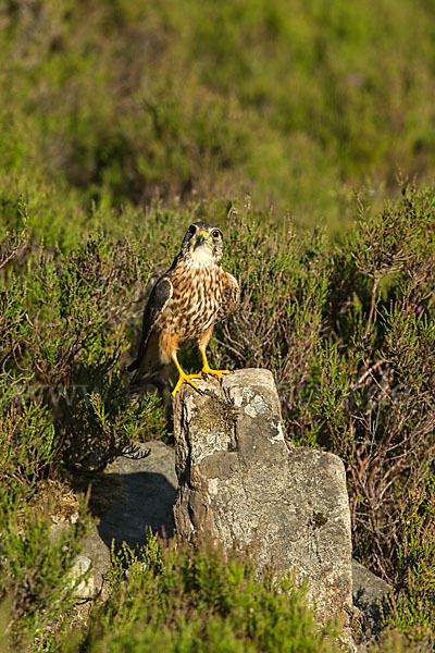 Merlin (Falco columbarius)