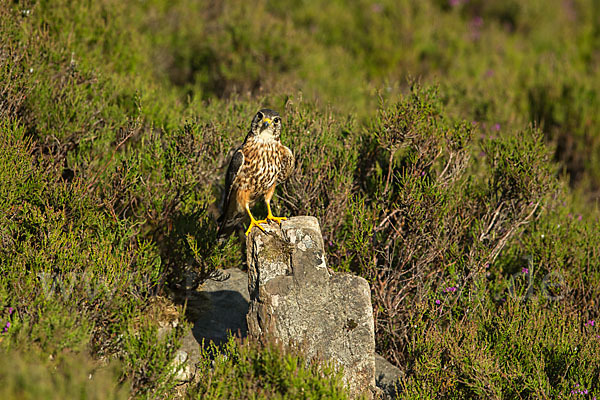 Merlin (Falco columbarius)