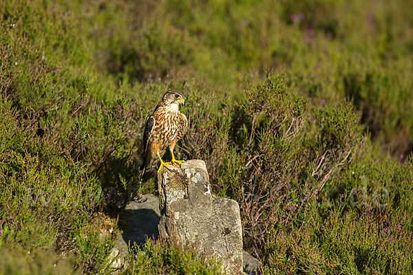 Merlin (Falco columbarius)