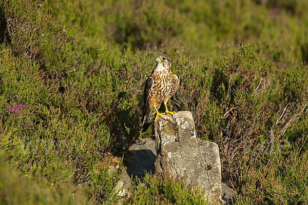 Merlin (Falco columbarius)