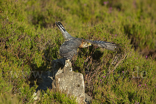 Merlin (Falco columbarius)