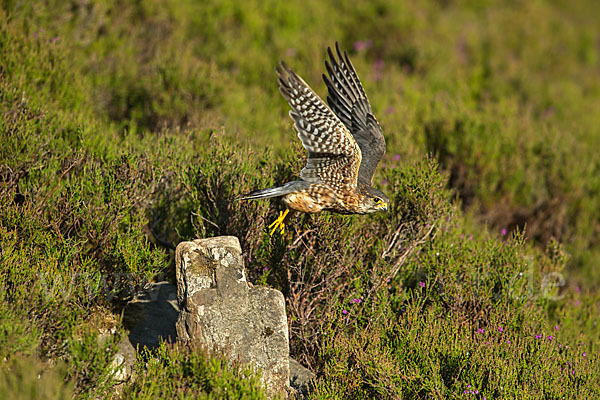 Merlin (Falco columbarius)