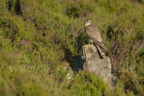 Merlin (Falco columbarius)