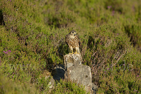 Merlin (Falco columbarius)