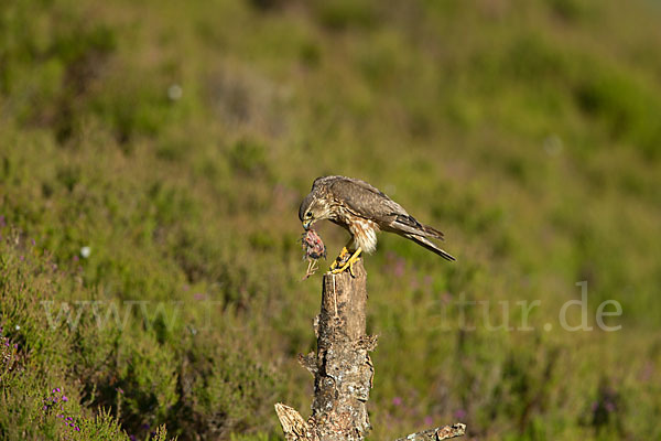 Merlin (Falco columbarius)