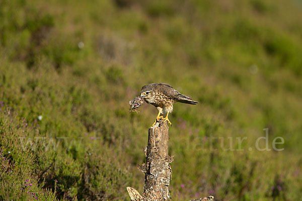 Merlin (Falco columbarius)