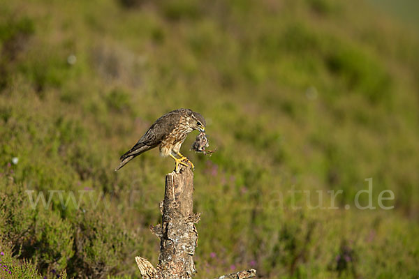 Merlin (Falco columbarius)