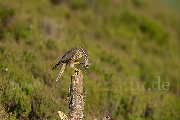 Merlin (Falco columbarius)