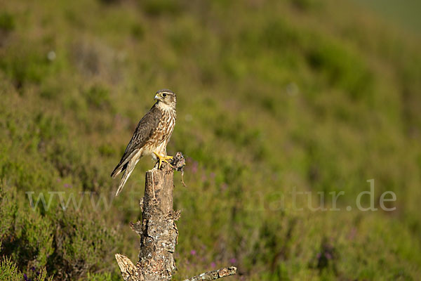 Merlin (Falco columbarius)