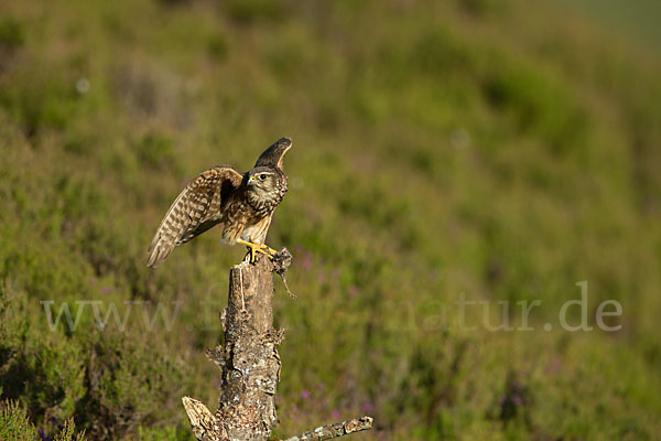 Merlin (Falco columbarius)