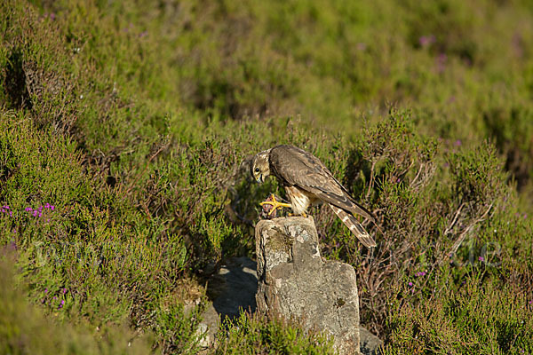 Merlin (Falco columbarius)