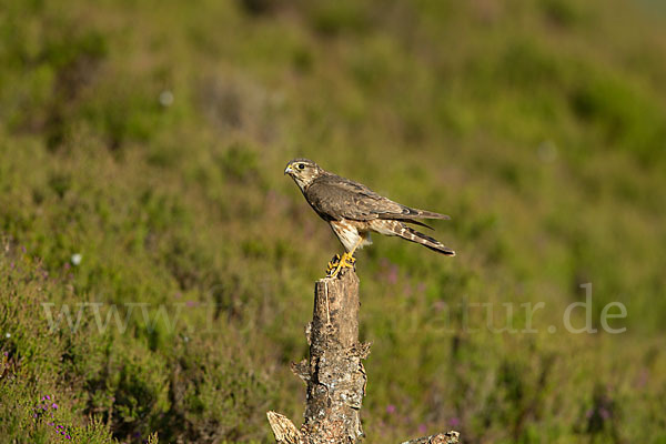 Merlin (Falco columbarius)