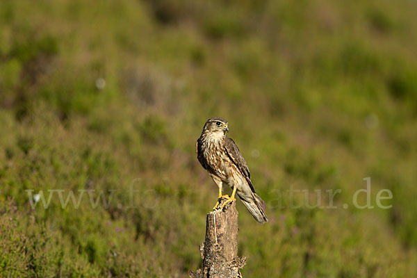 Merlin (Falco columbarius)